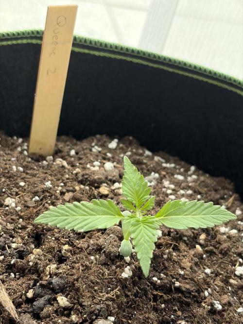 First Grow. Week 3