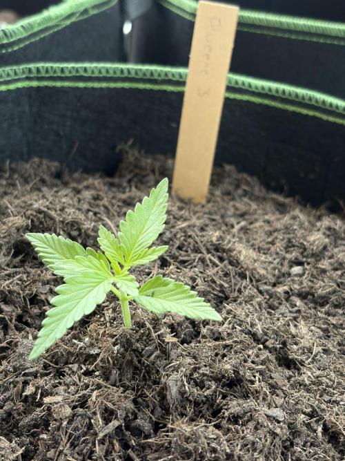 First Grow. Week 3