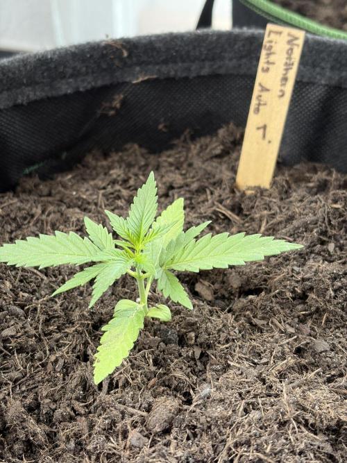 First Grow. Week 3