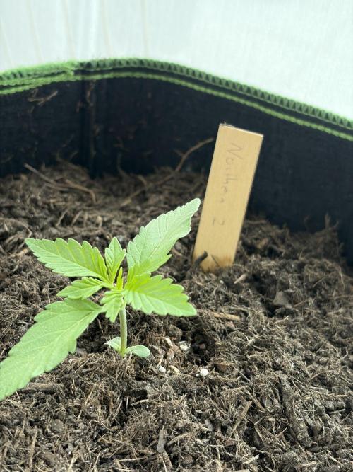 First Grow. Week 3