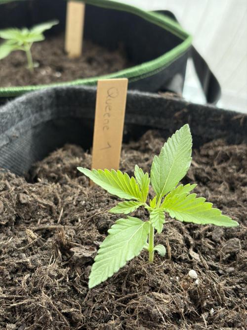 First Grow. Week 3