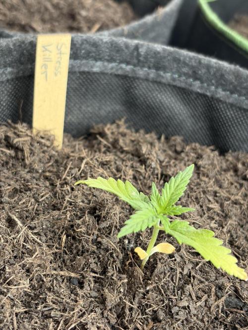 First Grow. Week 3