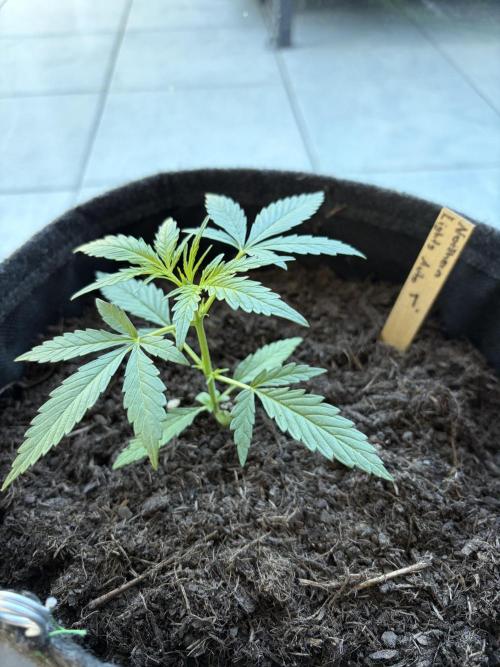First Grow. Week 4 - Northern Lights 1