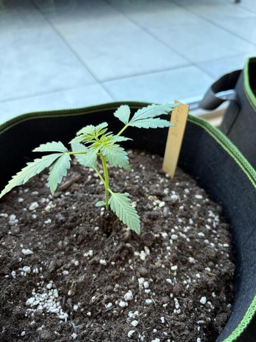 First Grow. Week 4 - Sherbert Queen 2