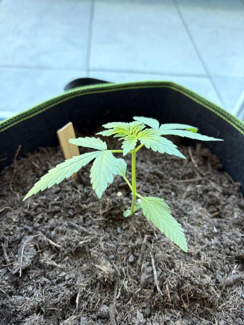 First Grow. Week 4 - Northern Lights 2