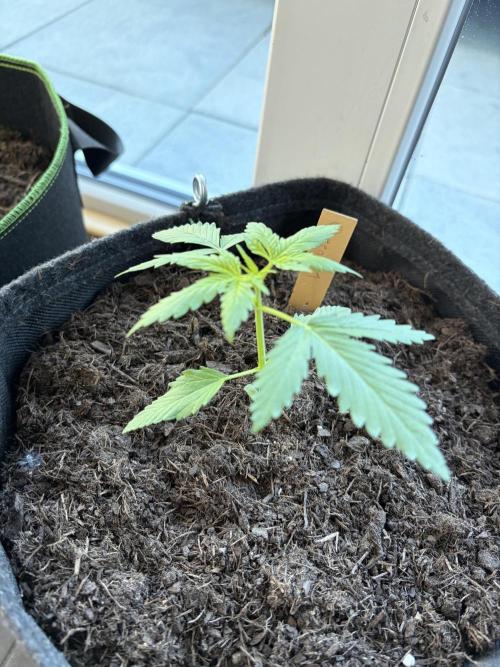 First Grow. Week 4 - Sherbert Queen 1