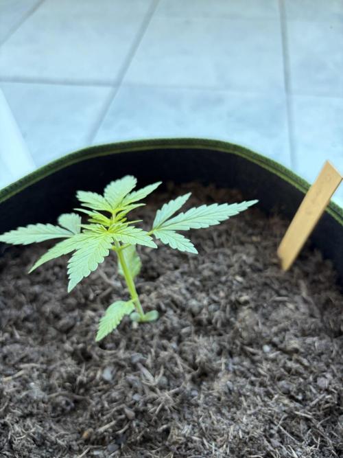 First Grow. Week 4 - Sherbert Queen 3