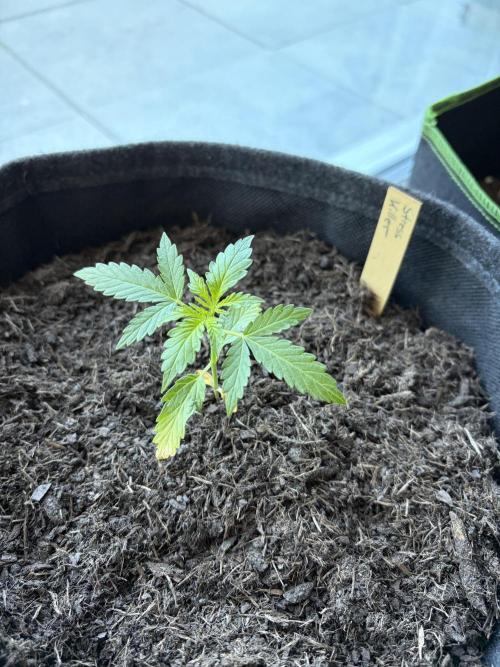 First Grow. Week 4 - Stress Killer