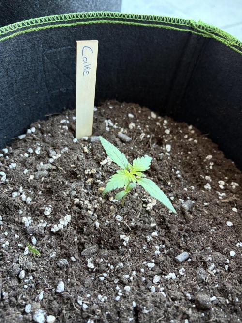 First Grow. Week 4 - Wedding Cake