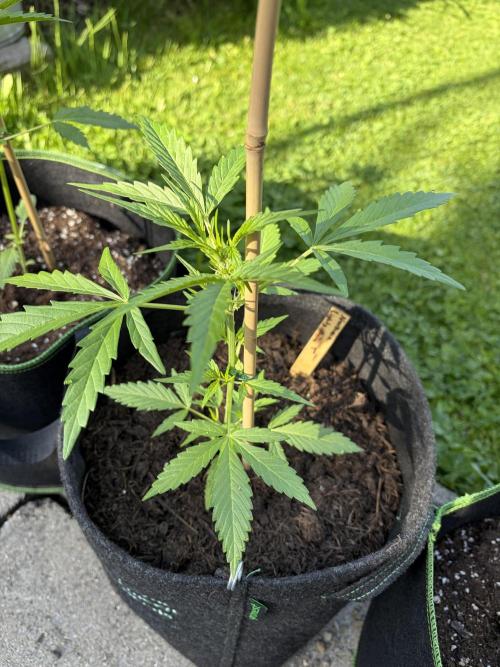 First Grow. Week 5 - Northern Lights Auto 1