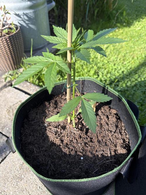 First Grow. Week 5 - Northern Lights Auto 2