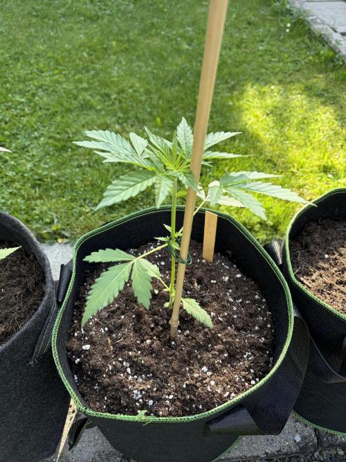 First Grow. Week 5 - Sherbert Queen Auto 2