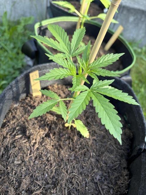 First Grow. Week 5 - Stress Killer CBD Auto
