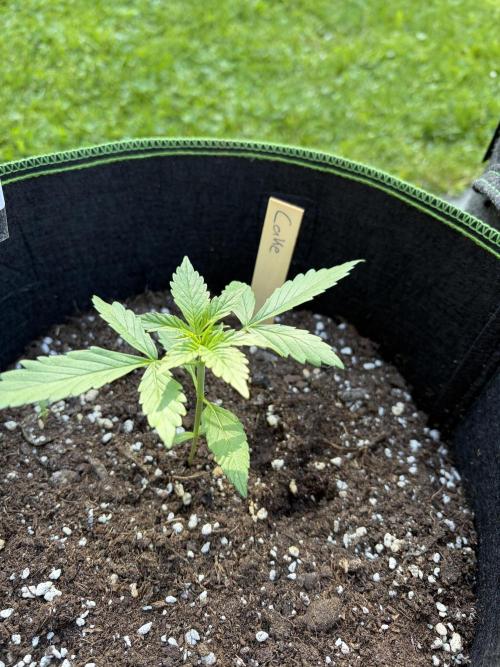 First Grow. Week 5 - Wedding Cake Auto