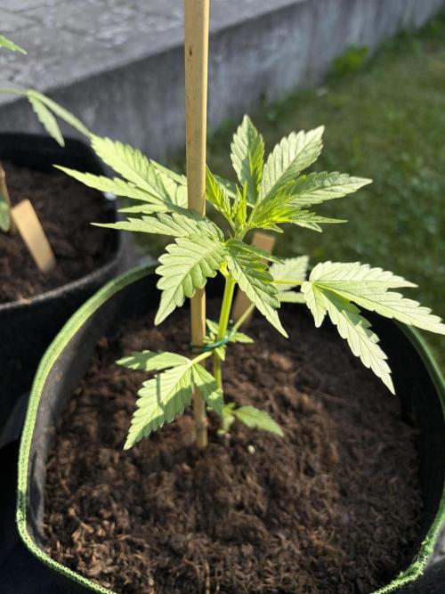 First Grow. Week 5 - Sherbert Queen Auto 3