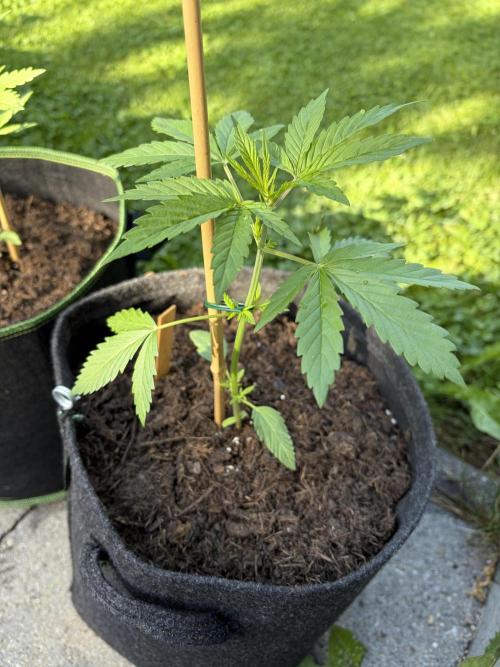 First Grow. Week 5 - Sherbert Queen Auto 1