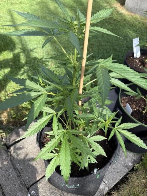 First Grow. Week 6 - Northern 1