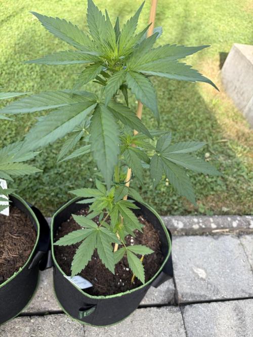 First Grow. Week 6 - Northern 2