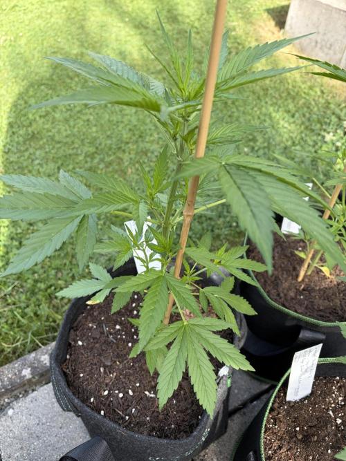 First Grow. Week 6 - Queen 1