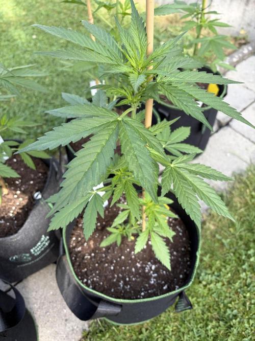 First Grow. Week 6 - Queen 2