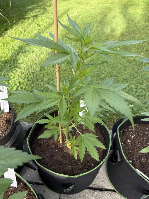 First Grow. Week 6 - Queen 3
