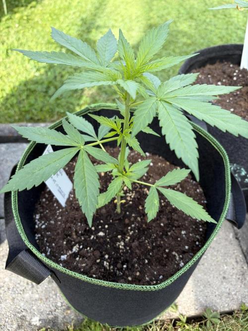 First Grow. Week 6 - Stress killer