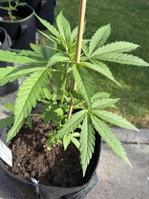 First Grow. Week 6 - Wedding cake