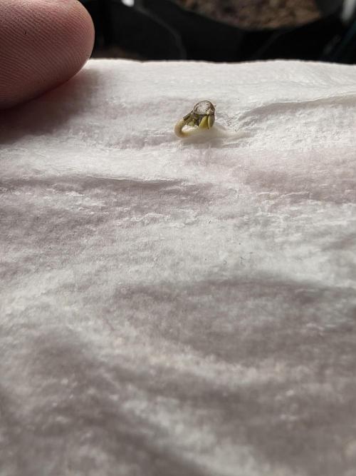 1st grow. Week 0