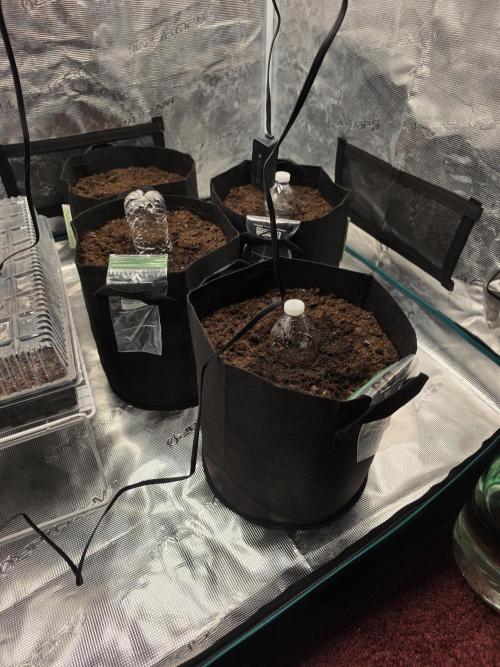 1st grow. Week 0 - Gdp still hasn't cracked the shell . All others have been planted .