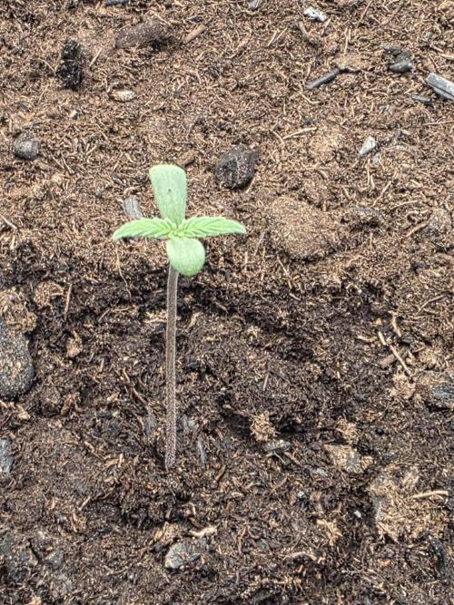 1st grow. Week 1 - White widow