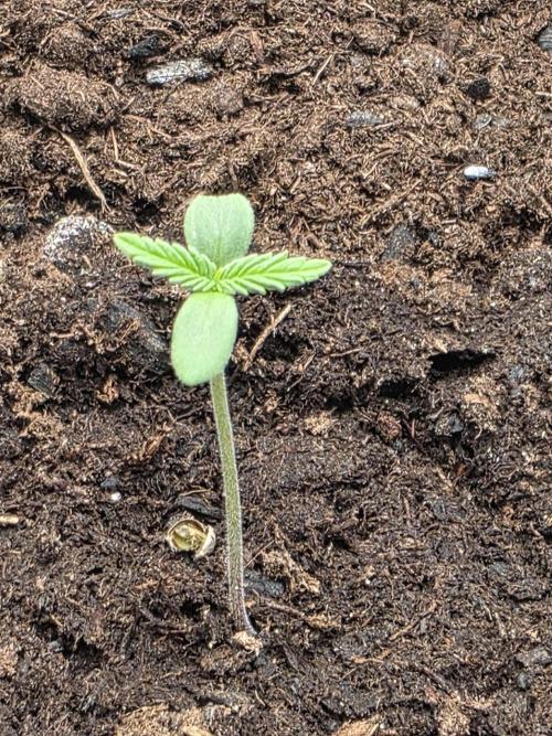1st grow. Week 1 - Gorilla z