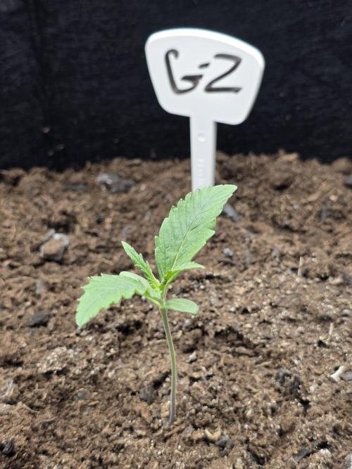 1st grow. Week 2 - Day 8