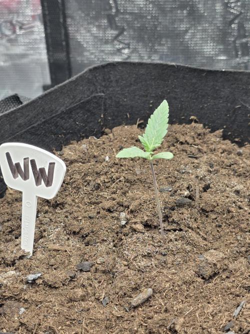 1st grow. Week 2 - Day 8