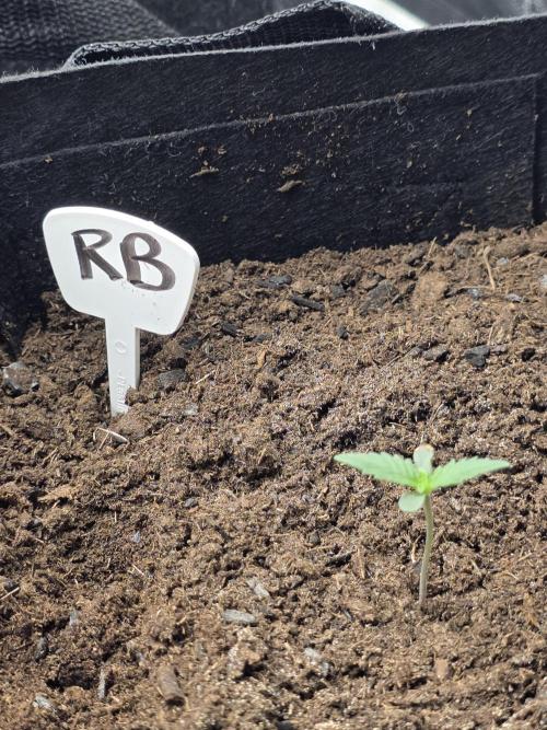 1st grow. Week 2 - Day 5