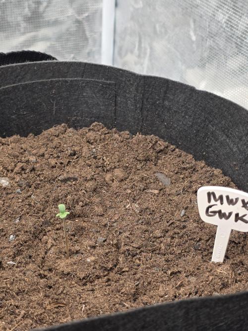 1st grow. Week 2 - Day 2‐3??