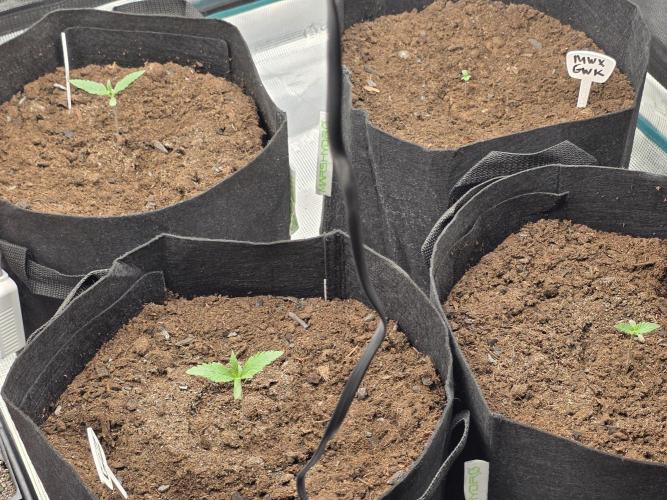 1st grow. Week 2