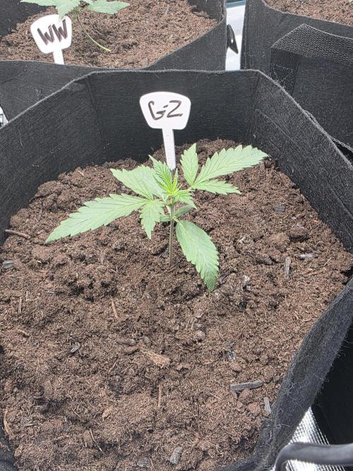 1st grow. Week 2 - Day 13