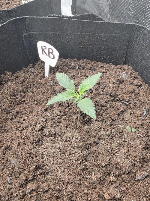 1st grow. Week 2 - Day 10