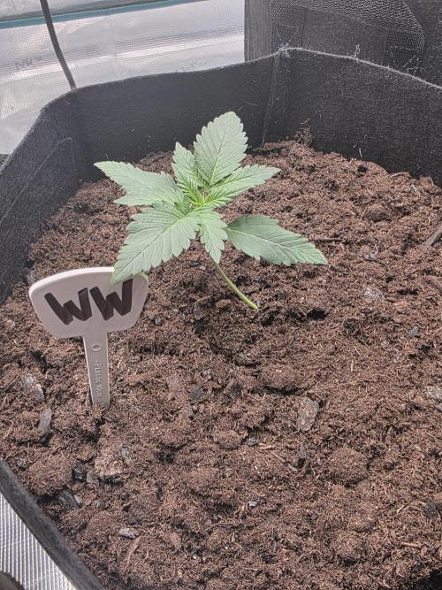 1st grow. Week 2 - Day 13 got knocked over on day 9 but is coming back strong
