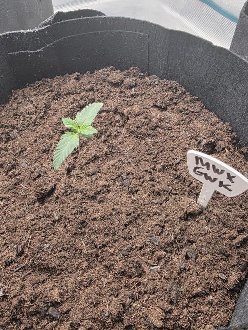 1st grow. Week 2 - Day 7