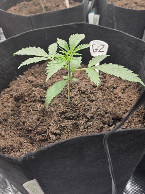 1st grow. Week 3 - Day 15