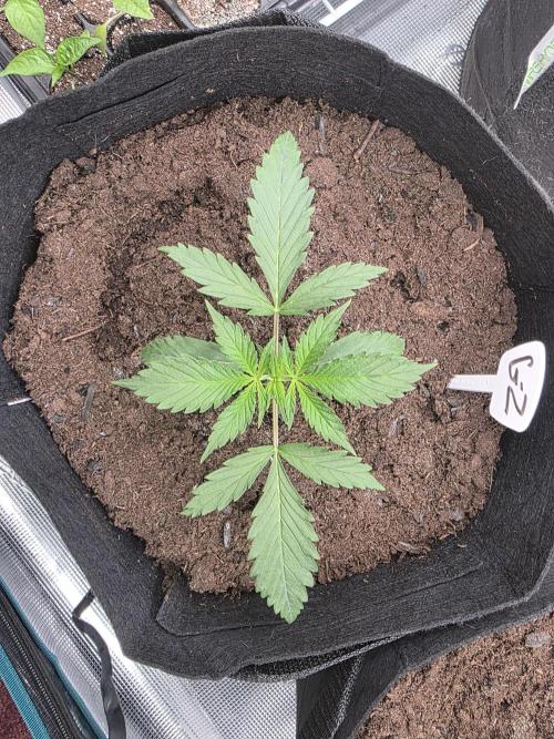 1st grow. Week 3 - Day 15