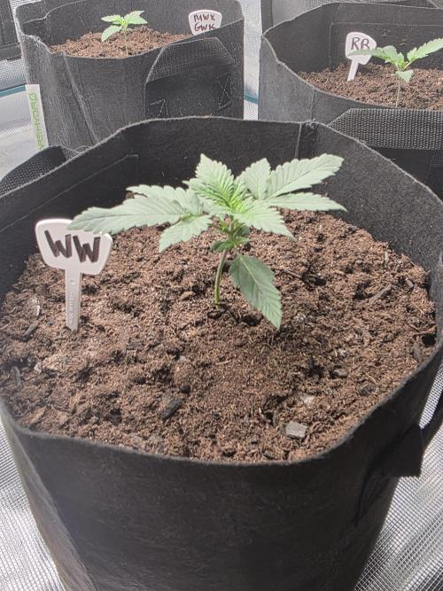 1st grow. Week 3 - Day 15