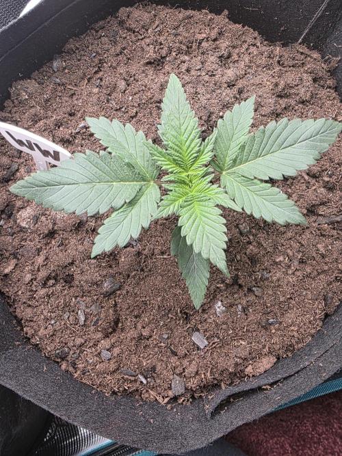 1st grow. Week 3 - Day 15