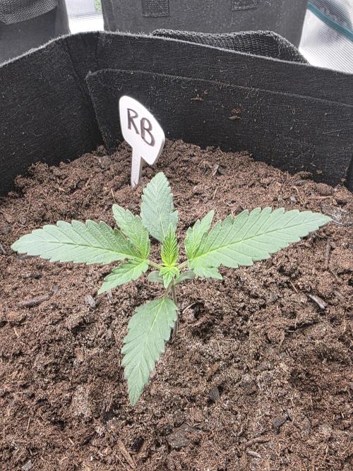 1st grow. Week 3 - Day 12