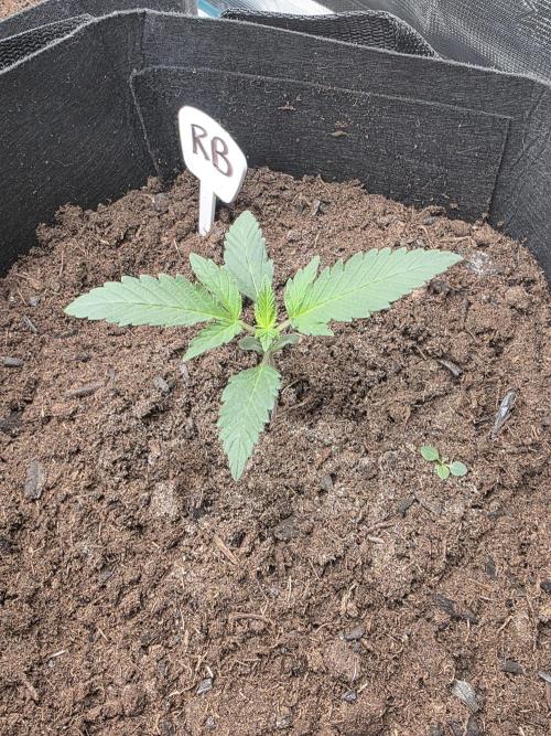 1st grow. Week 3 - Day 12