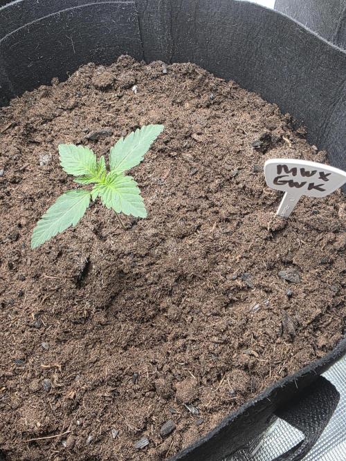 1st grow. Week 3 - Day 8