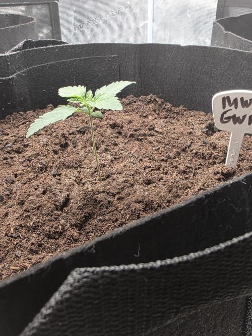 1st grow. Week 3 - Day 8