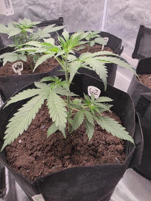 1st grow. Week 3 - Day 21 top dress homegrown & ewc flowergirl not in. Will be added next watering 