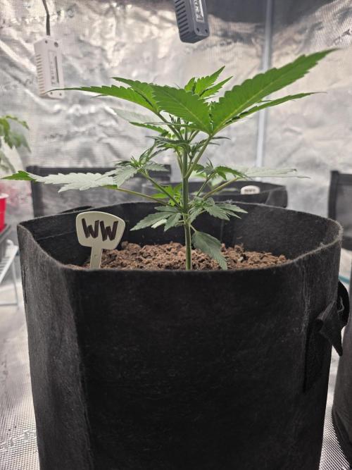 1st grow. Week 3 - Day 21